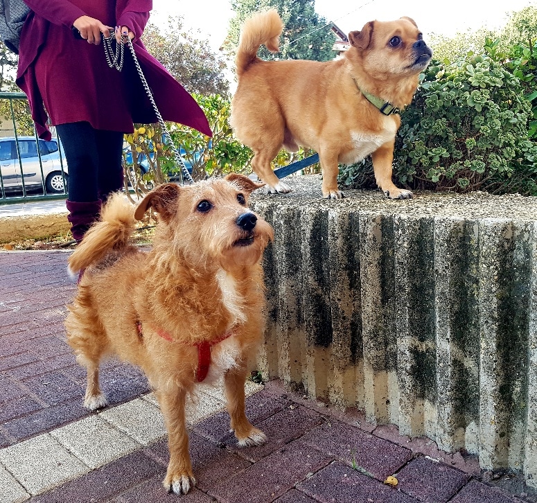 הוצאת כלבים לטיול בהתנדבות בצפון ובמרכז