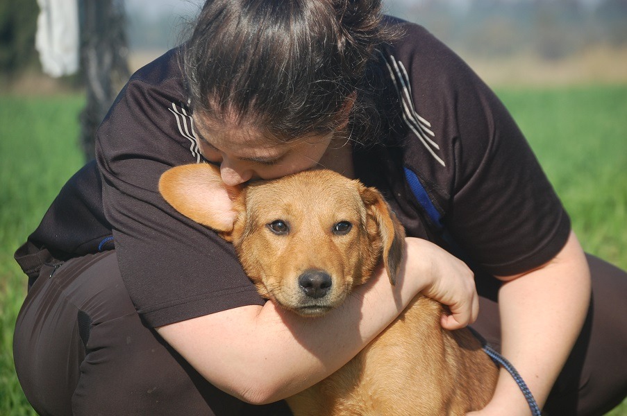 התנדבות עם כלבים: התנדבות בימי אימוץ, טיולים עם כלבים