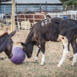 פרות משחקות עם כדור בחווה