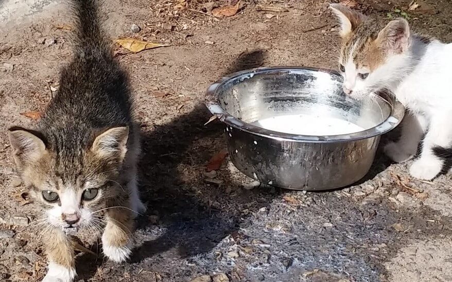 מתנדבים עם חתולים - חשוב לדעת מה חתולים אוכלים ולשמור על חיות הבר
