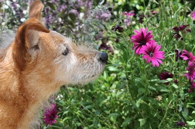 כלב מביט בפרח. דוגווקינג dogwalker, הוצאת כלבים לטיול