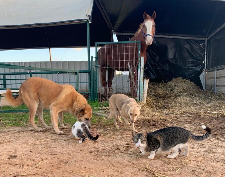מתנדבים במקלט לבעלי חיים יטפלו בחמורים, סוסים, חתולים, כלבים ועופות