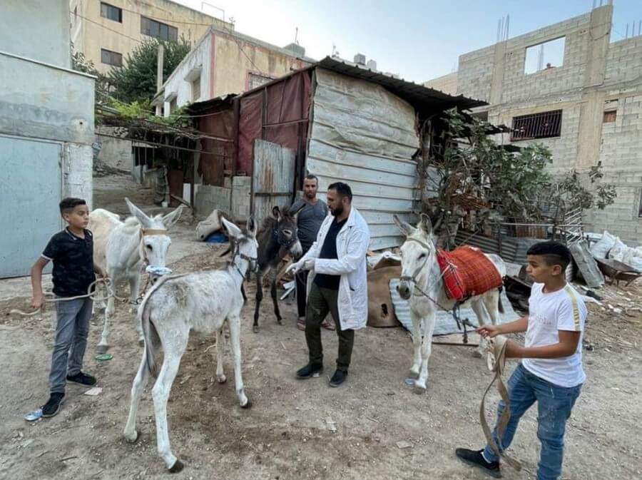 התנדבות ווטרינר בישובים ערבים כדי להציל ולטפל בבעלי חיים בהם