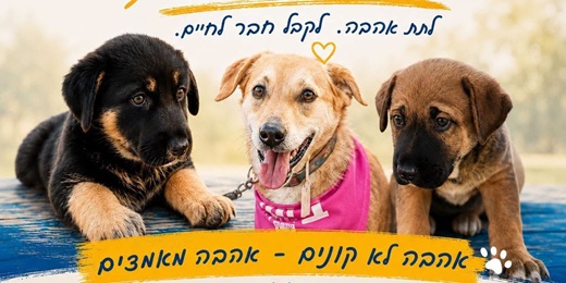 חיים חדשים לכלבים