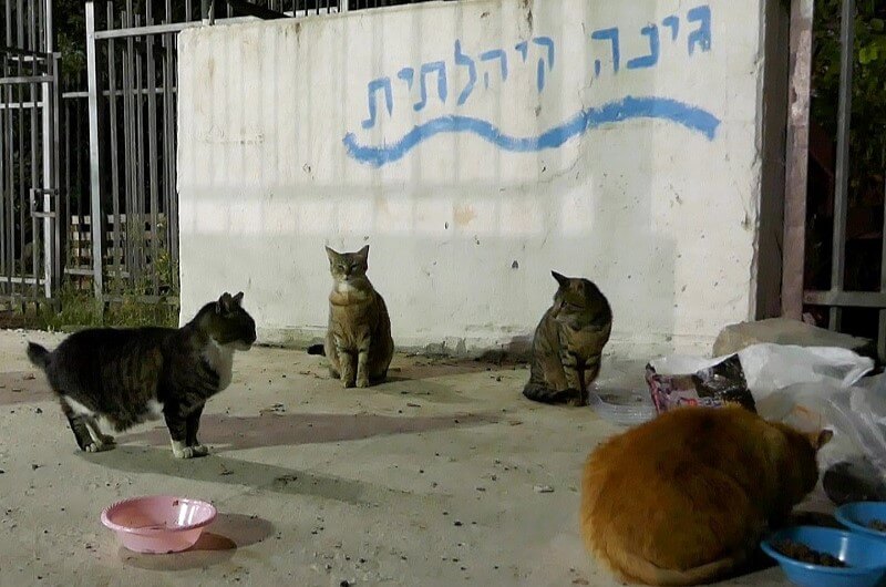 האכלת חתולים נכונה, צלחת לכל חתול ובסיום אוספים ושותפים את כל מה שנשאר. ידידותי לקיפודים