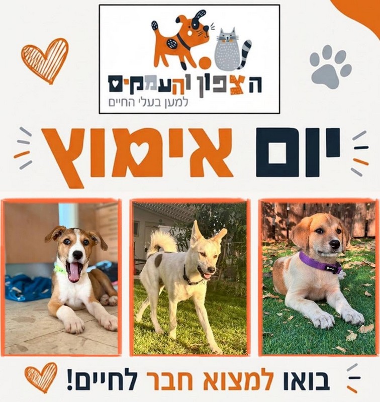 יום אימוץ בצפון כלבים וחתולים